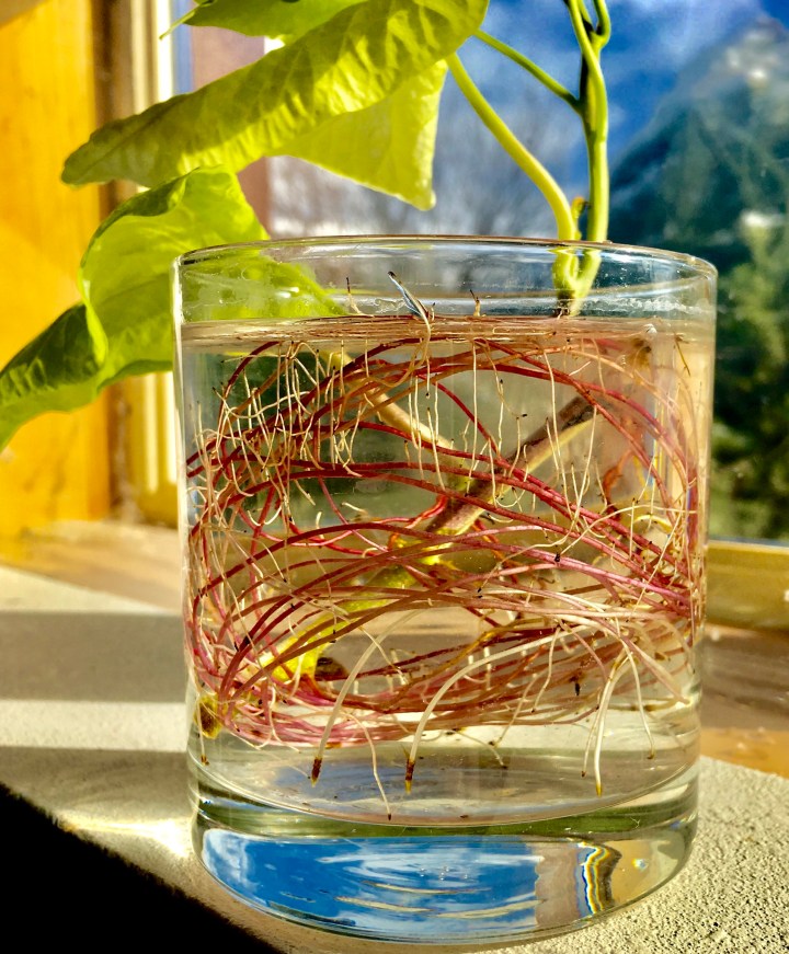 E557513C-E4AF-4BAD-8951-F13D89BDAF5D