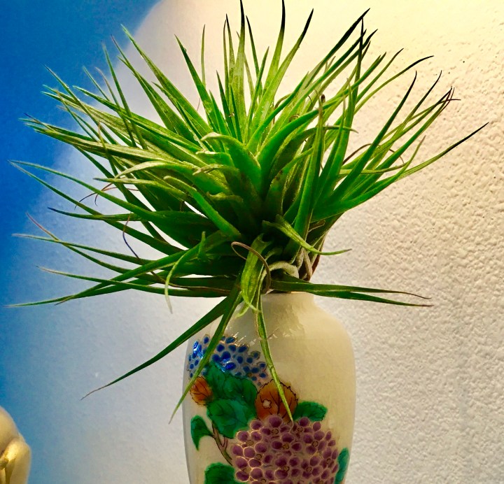 Air plant