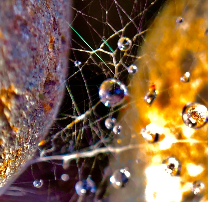 Sunrise in a Spider Web